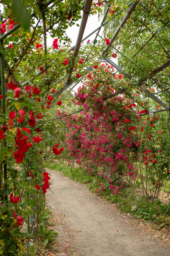 【平成の森公園】日本一長いバラのトンネル「バラの小径」が”今”見頃【埼玉】