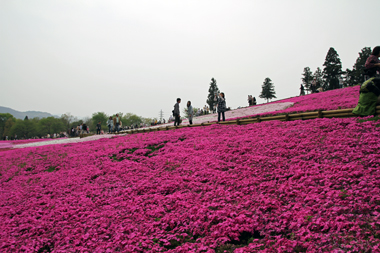 羊山公園 芝桜の丘(西の丘)