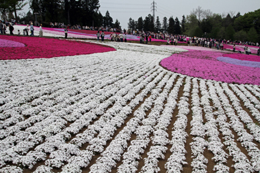 羊山公園 芝桜の丘(西の丘)