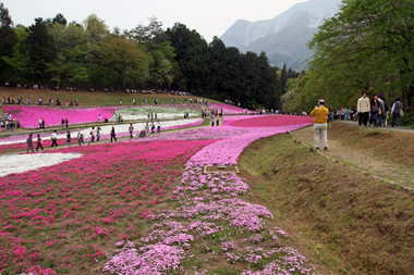 羊山公園 芝桜の丘(西の丘)