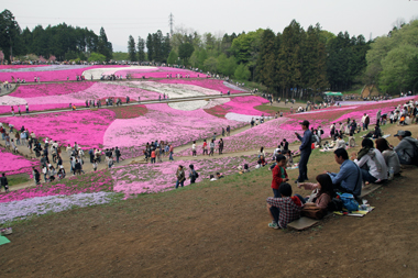 羊山公園 芝桜の丘(東の丘)