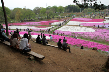 羊山公園 芝桜の丘(東の丘)