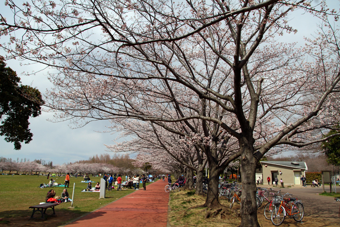 みさと公園(三郷市)桜並木