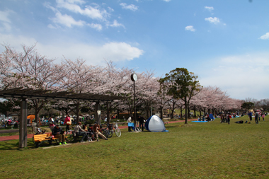 みさと公園(三郷市)桜並木