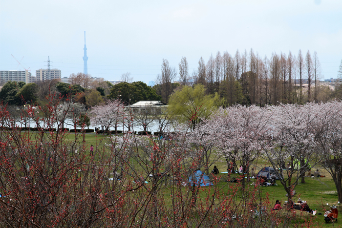 みさと公園(三郷市)東京スカイツリーが見えた 展望台からの眺望