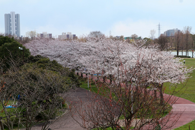 みさと公園(三郷市)展望台からの眺望