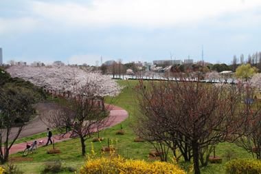 みさと公園(三郷市)東京スカイツリーが見えた 展望台からの眺望