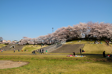 大宮第二公園 土手の桜