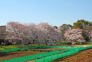 大宮第二公園 土手の桜