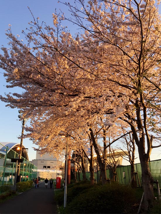 埼玉スタジアム2002公園　夕陽に輝く満開の桜とスタジアム(2017)