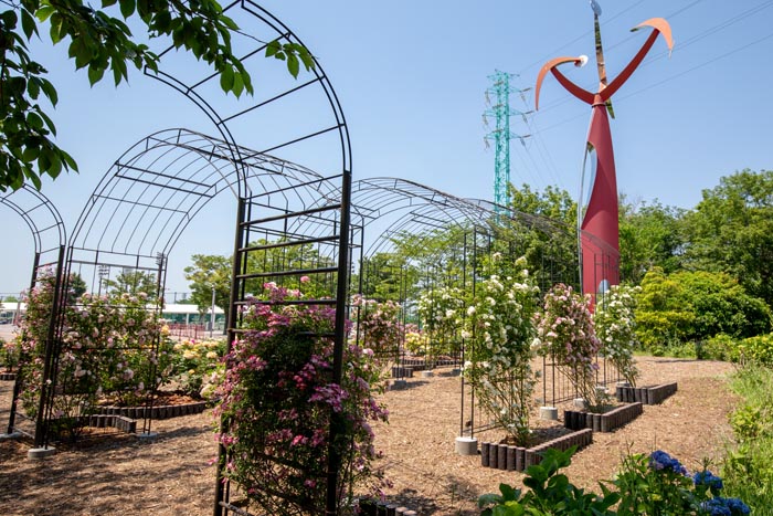 埼玉スタジアム2002公園 2019年バラ園 モニュメント広場