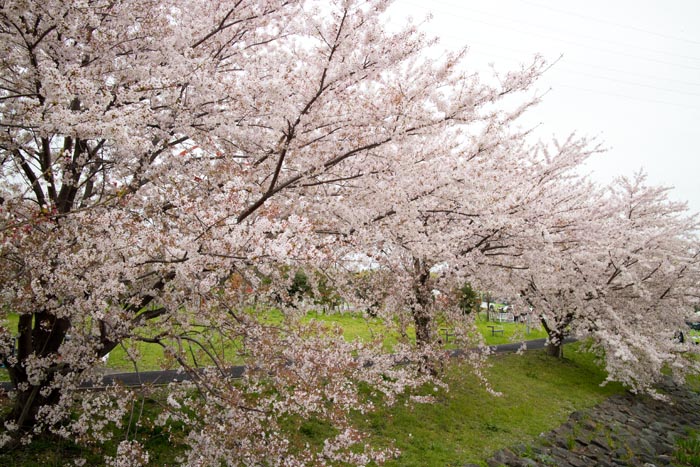 埼玉スタジアム2002　満開の桜