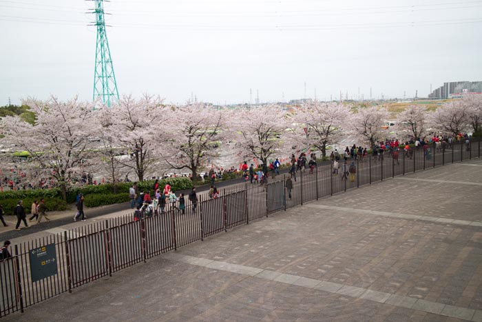 埼玉スタジアム2002 満開の桜