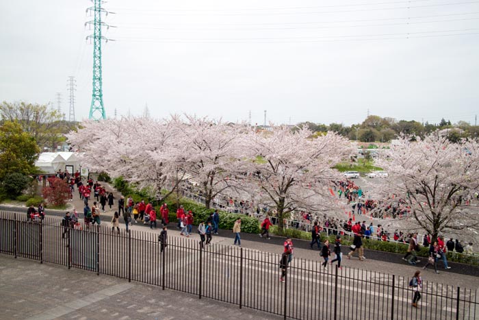 埼玉スタジアム2002 満開の桜
