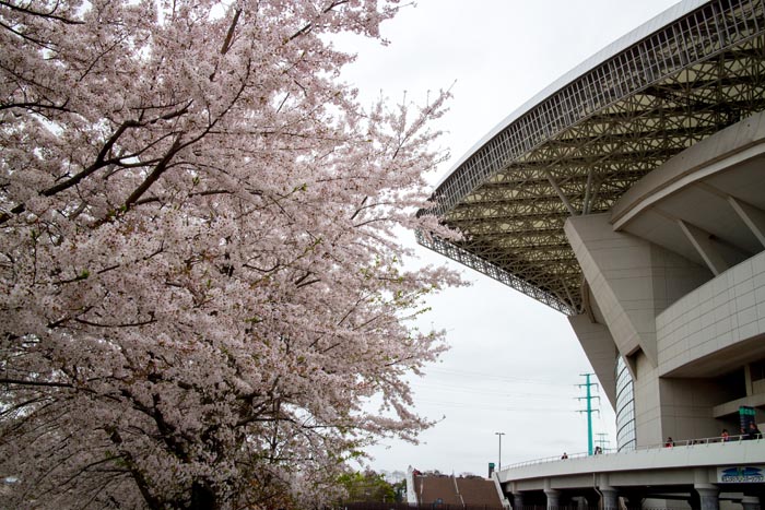 埼玉スタジアム2002　満開の桜