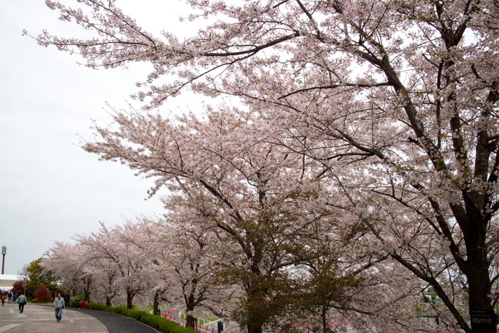 埼玉スタジアム2002 満開の桜