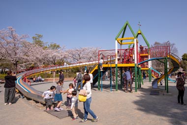 上尾丸山公園　桜並木