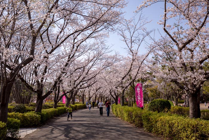 上尾丸山公園 上尾市 満開の桜 公園へ行こう