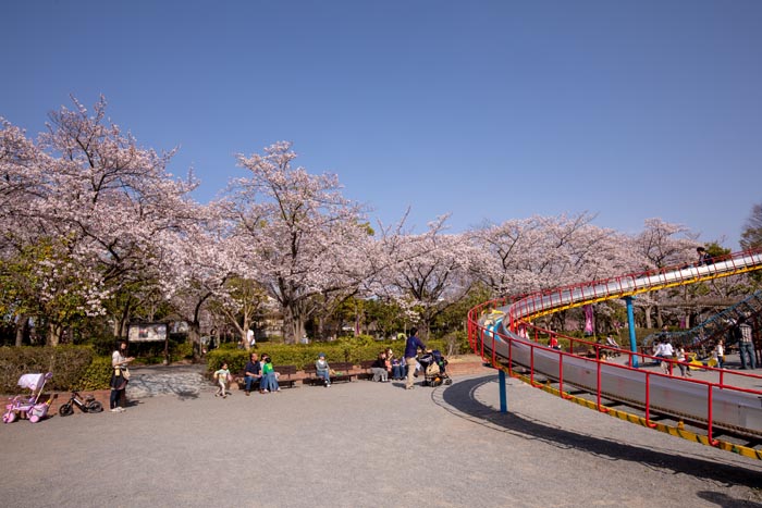 上尾丸山公園 上尾市 満開の桜 公園へ行こう