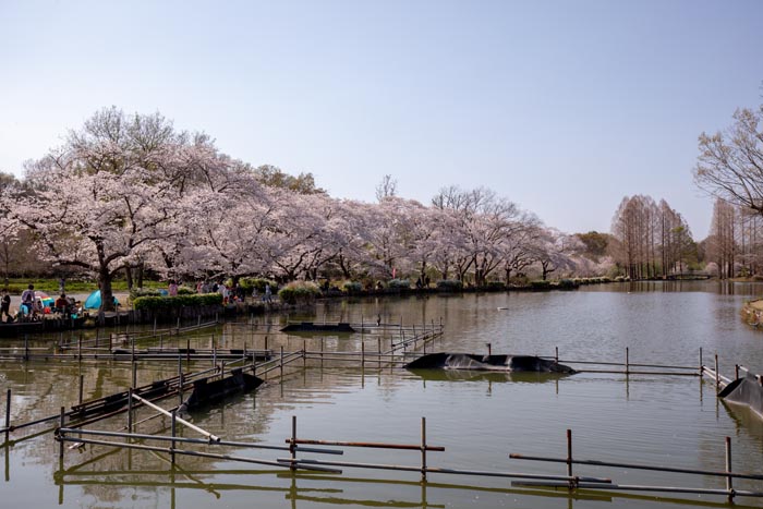 上尾丸山公園 上尾市 満開の桜 公園へ行こう