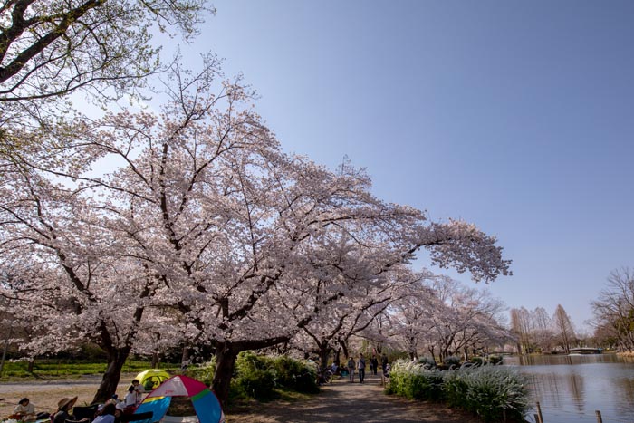 上尾丸山公園 上尾市 満開の桜 公園へ行こう