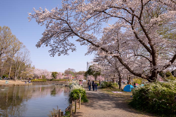 上尾丸山公園　満開の桜