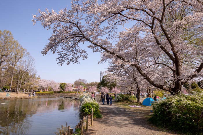 上尾丸山公園 上尾市 満開の桜 公園へ行こう