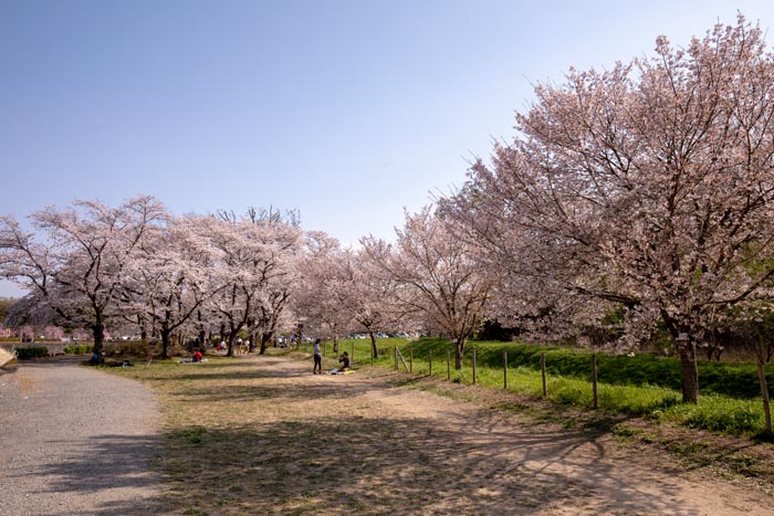 上尾丸山公園 上尾市 満開の桜 公園へ行こう