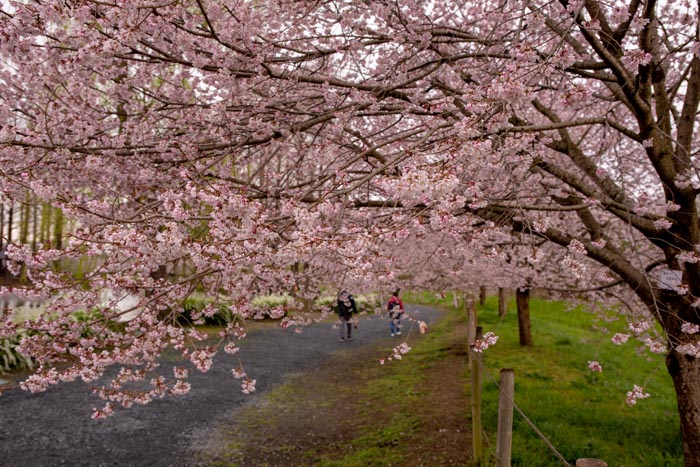 上尾丸山公園 上尾市 満開の桜 公園へ行こう