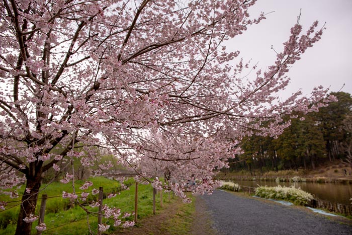 上尾丸山公園 上尾市 満開の桜 公園へ行こう