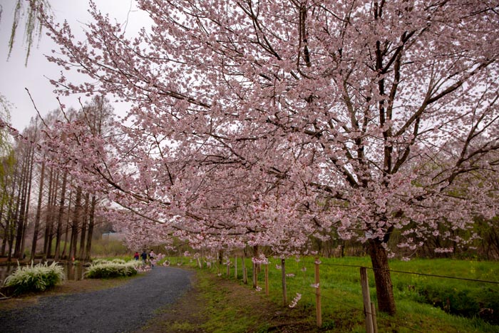 上尾丸山公園 上尾市 満開の桜 公園へ行こう