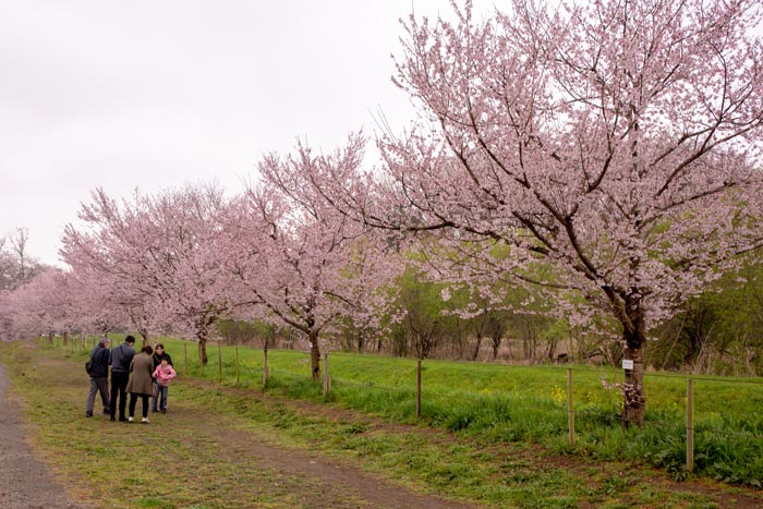 上尾丸山公園 上尾市 満開の桜 公園へ行こう