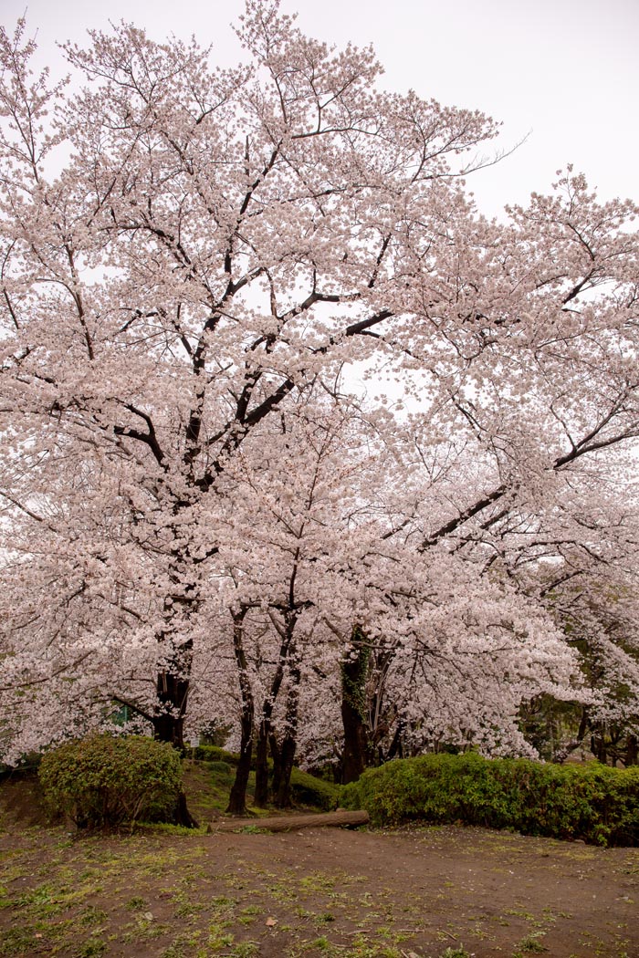 上尾丸山公園 上尾市 満開の桜 公園へ行こう