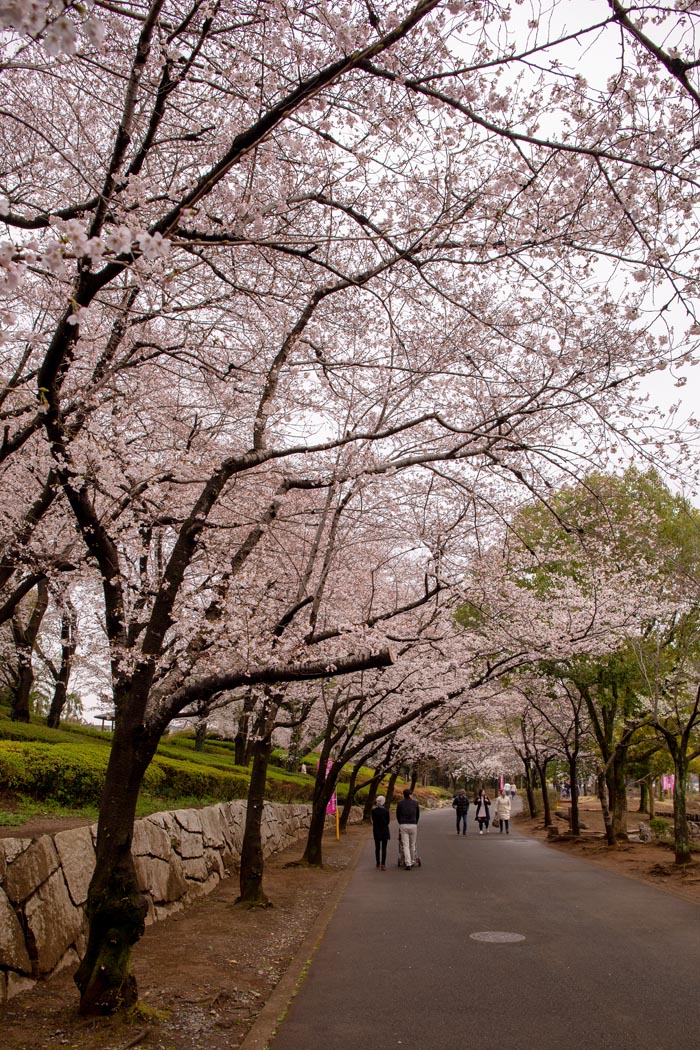 上尾丸山公園 上尾市 満開の桜 公園へ行こう