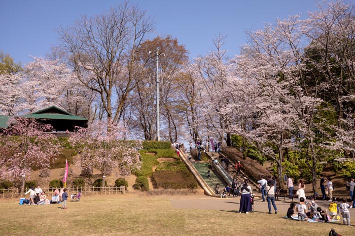 上尾丸山公園 上尾市 満開の桜 公園へ行こう