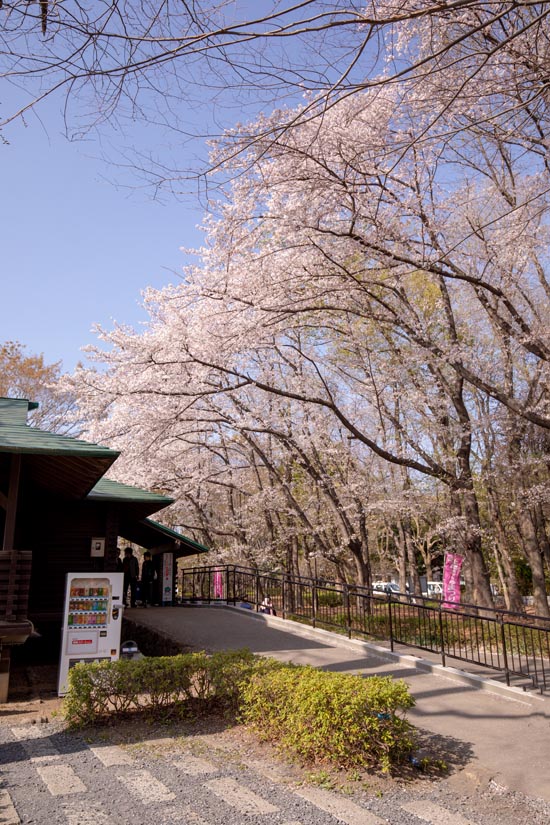 上尾丸山公園 上尾市 満開の桜 公園へ行こう