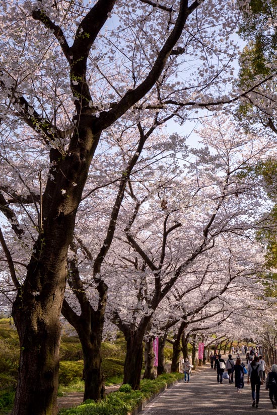 上尾丸山公園 上尾市 満開の桜 公園へ行こう