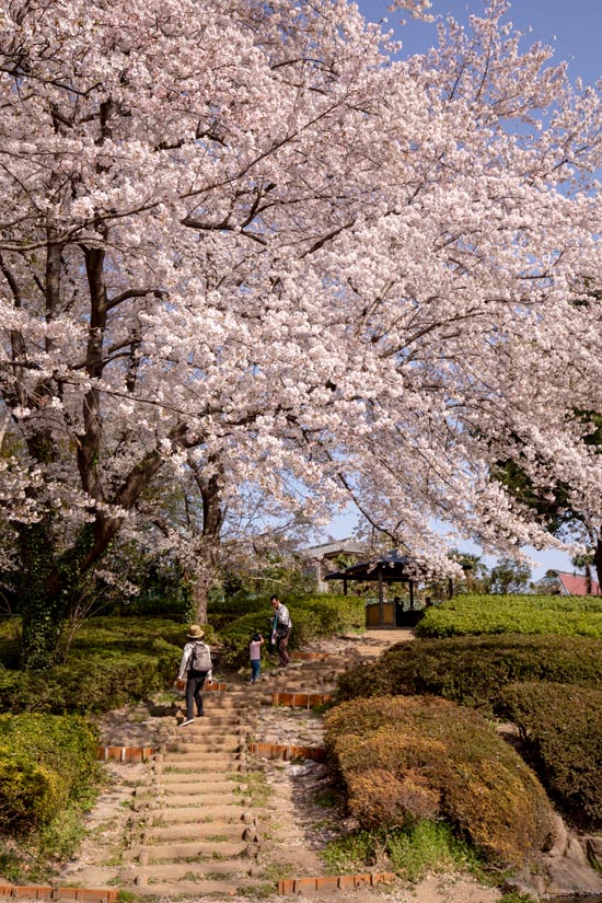 上尾丸山公園 上尾市 満開の桜 公園へ行こう