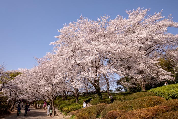 上尾丸山公園 上尾市 満開の桜 公園へ行こう