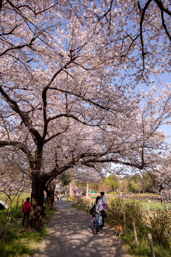 上尾丸山公園 上尾市 満開の桜 公園へ行こう