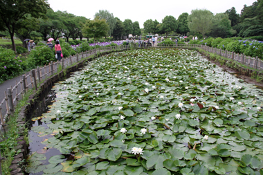 上尾丸山公園　水生植物池　睡蓮の池