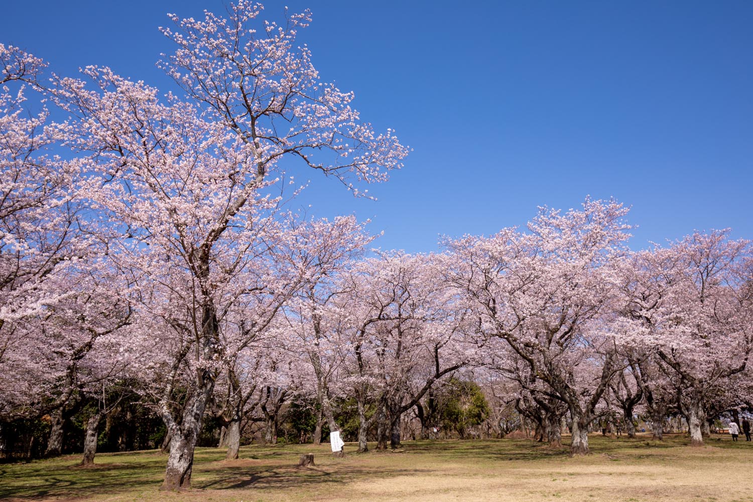 あけぼの 山 公園