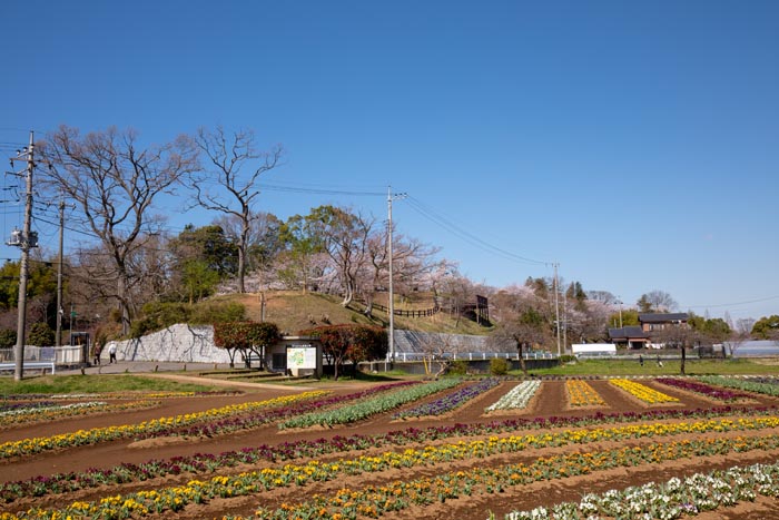 あけぼの山農業公園・あけぼの山公園 風車と風車前広場