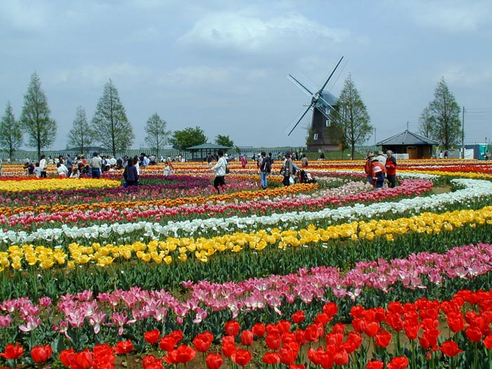 あけぼの山農業公園 チューリップフェスティバル2002