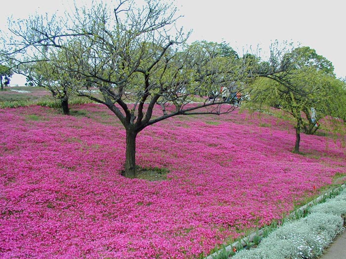 あけぼの山農業公園　芝桜