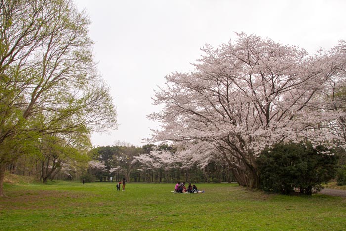 秋ヶ瀬公園 満開の桜