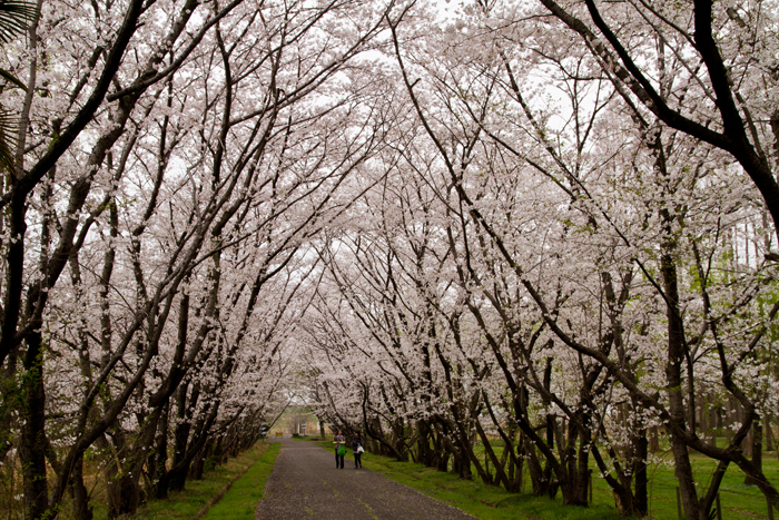 秋ヶ瀬公園　桜のトンネル