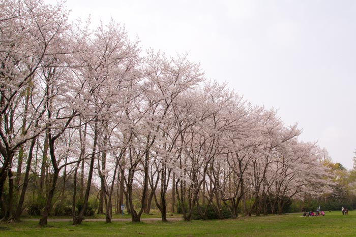 秋ヶ瀬公園 満開の桜