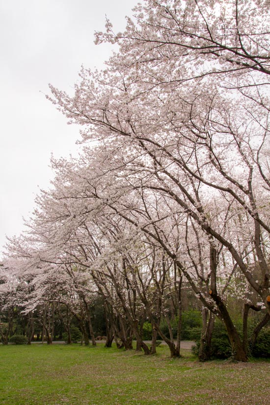秋ヶ瀬公園 満開の桜