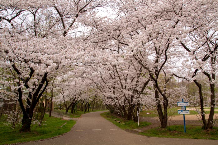 秋ヶ瀬公園 満開の桜